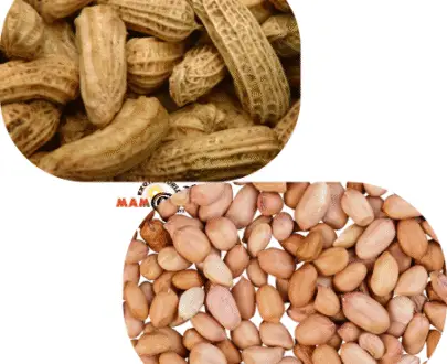 ARACHIDE FRAICHE