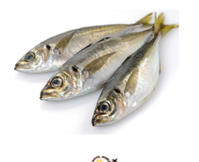 CHINCHARD 20KG