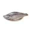 POISSON CAPITAINE COUPE