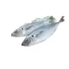 POISSON CHINCHARD