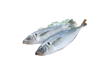 POISSON CHINCHARD
