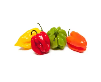 PIMENT FRAIS