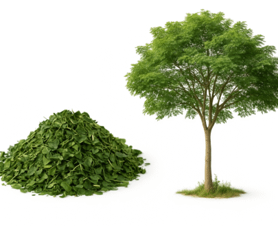 Alternative view of Feuilles de Moringa Séchées – 50g
