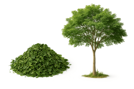Feuilles de Moringa Séchées – 50g – Image 2