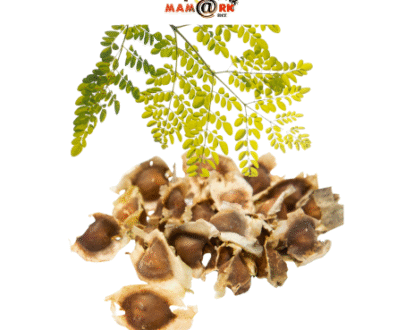 Graines de Moringa – 40g